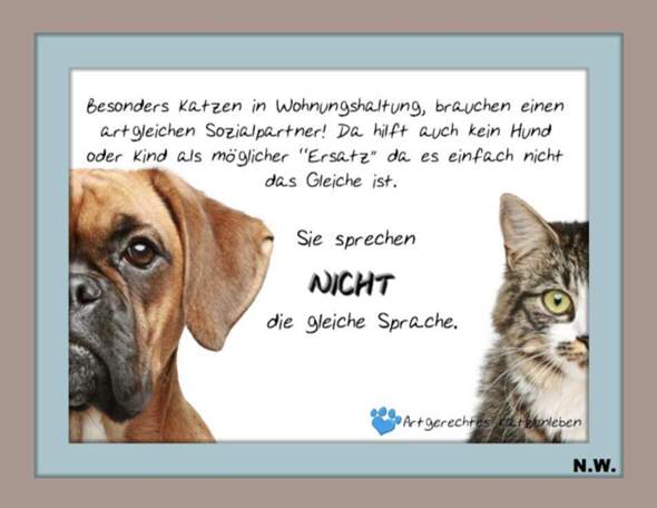 - (Katze, Tierarzt, Kater)