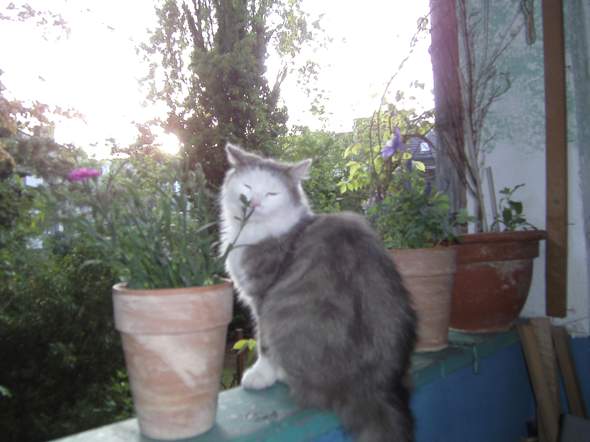 - (Katze, Tierhaltung, Tiermedizin)