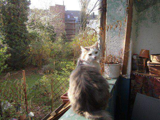 - (Katze, Tierhaltung, Tiermedizin)