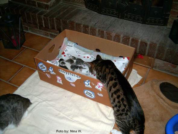 - (Katze, Baby, Tiermedizin)