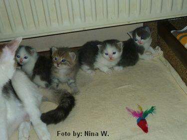 - (Katze, Baby, Tiermedizin)