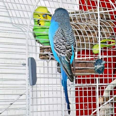 - (Tierhaltung, Wellensittich, Sittiche)