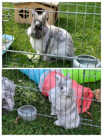 - (Kaninchen, Kleintiere, Kaninchenhaltung)