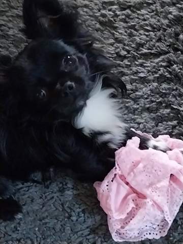 - (Hund, Katze)