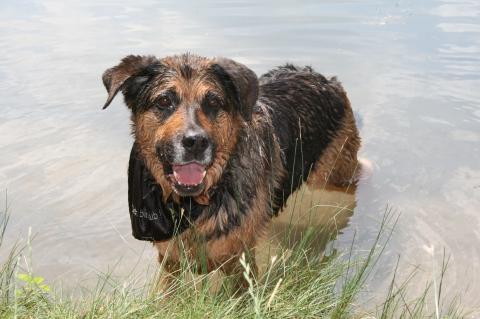 Schäferhund-Rottweiler-Mix - (Hund, Schäferhund)