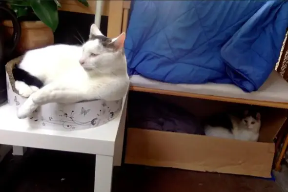 - (Name, Kater, Hauskatze)