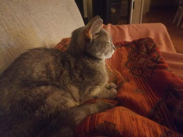 - (Hund, Katze)