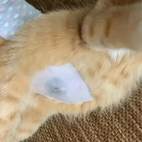 - (Gesundheit, Krankheit, Katze)