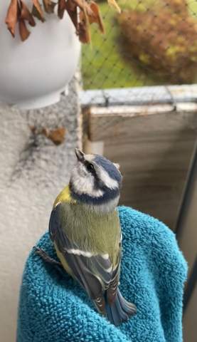 - (Vögel, Amsel, Spatz)