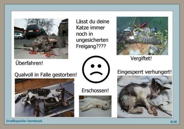 - (Katze, Kater, Tierhaltung)