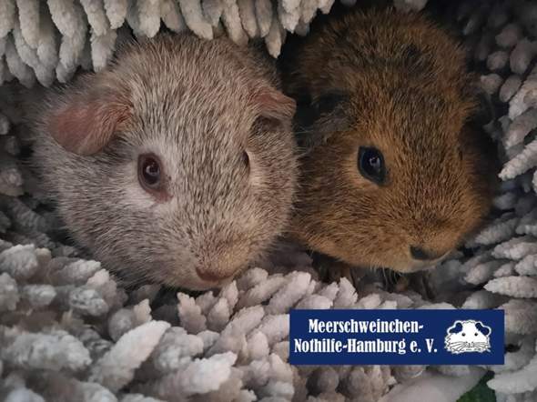 - (Meerschweinchen, Haltung, Leihmeerschweinchen)