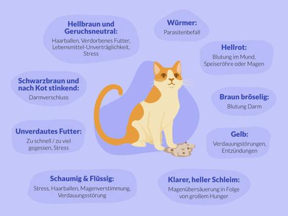 - (Tierarzt, Hauskatze, Katzenfutter)