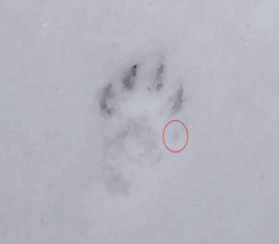 - (Wildtiere, Tierspuren)