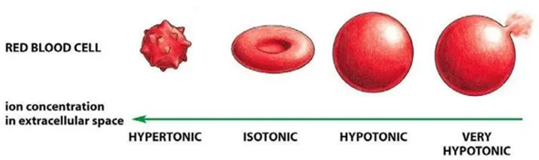 - (Biologie, Hausaufgaben, Bio)