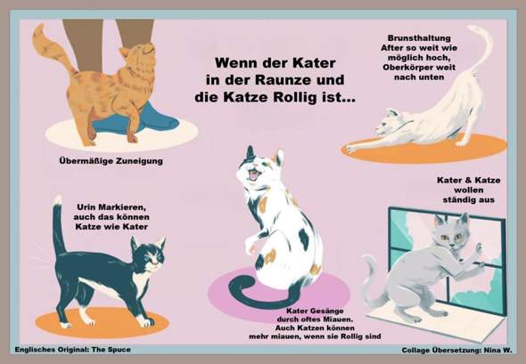 - (Katze, Kater, Tierhaltung)