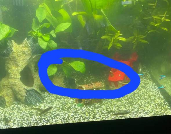 - (Wasser, Aquarium, Tierhaltung)