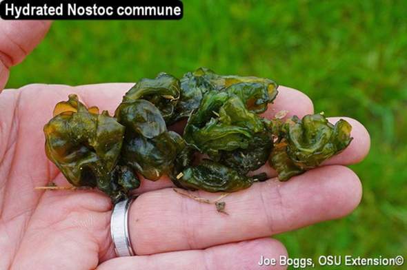 - (Natur, Botanik, Naturschutz)