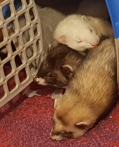 - (Tiere, Biologie, Löwe)