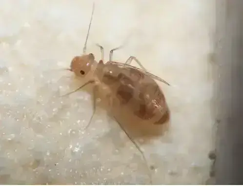- (schaedlinge-im-haus, Insekten im Haus)