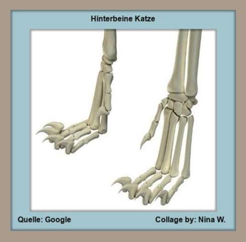 - (Katze, Kater, Tiermedizin)