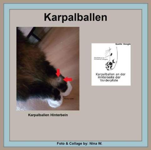 - (Katze, Kater, Tiermedizin)