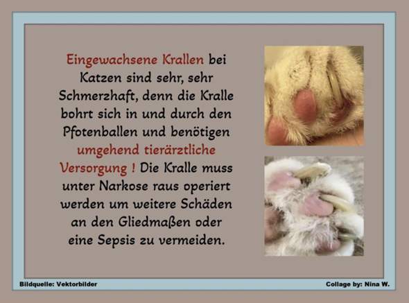 - (Katze, Kater, Tiermedizin)