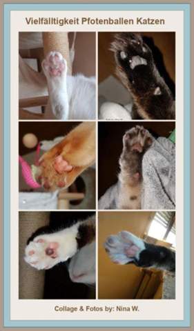 - (Katze, Kater, Tiermedizin)