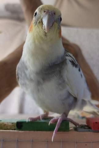 - (Haustiere, Vögel)