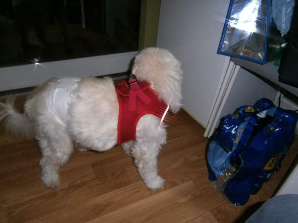 - (Hund, Halsband)