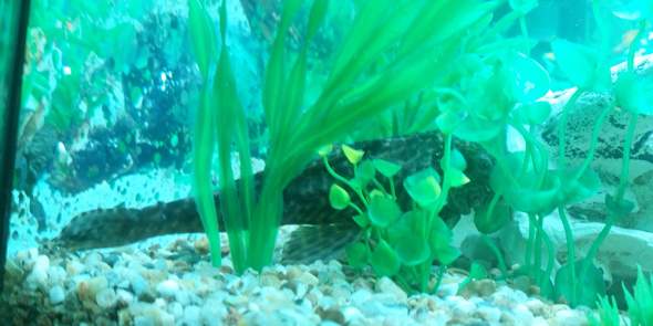 - (Fische, Futter, Welse Aquarium)