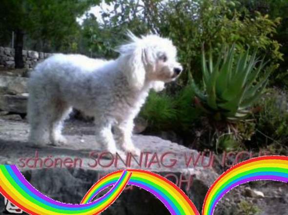 - (Tierhaltung, Hundehaltung)