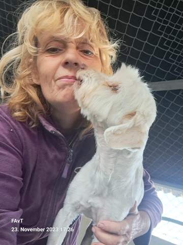 - (Tierhaltung, Hundehaltung)