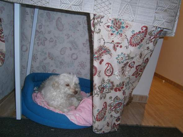 - (Tierhaltung, Hundehaltung)