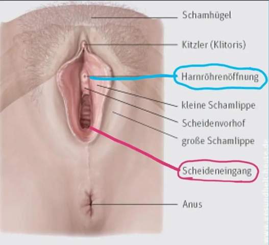- (Mädchen, Periode)