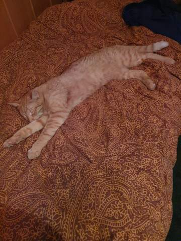 - (Ernährung, Kater, Hauskatze)