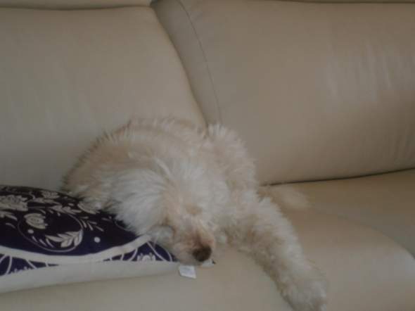 - (Angst, Hundetraining)