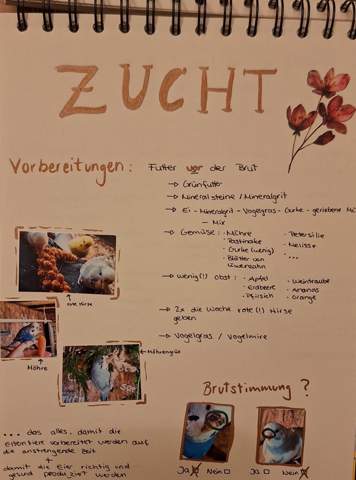 - (Eier, Wellensittich, Küken)