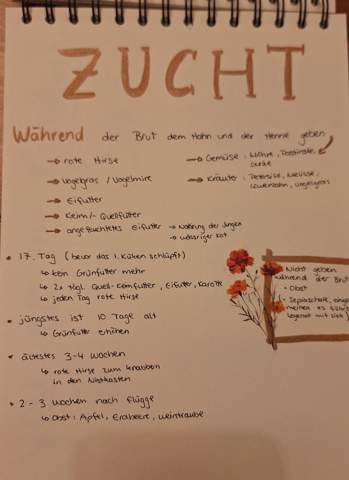 - (Eier, Wellensittich, Küken)