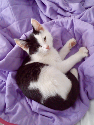 - (Hund, Katze, Pferd)