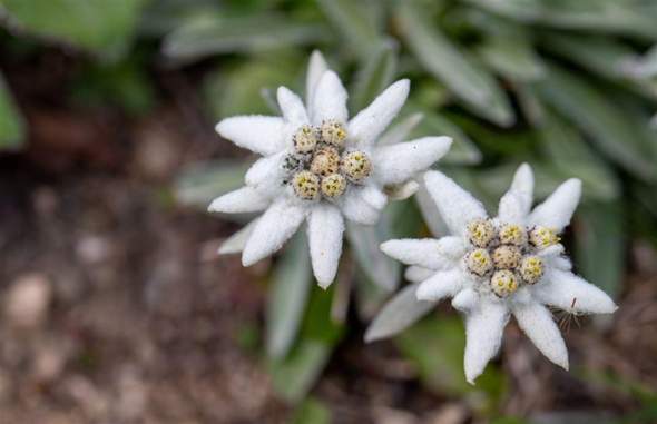- (Menschen, Blumen)