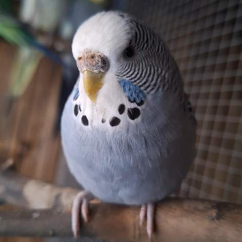 - (fliegen, Tierhaltung, Wellensittich)