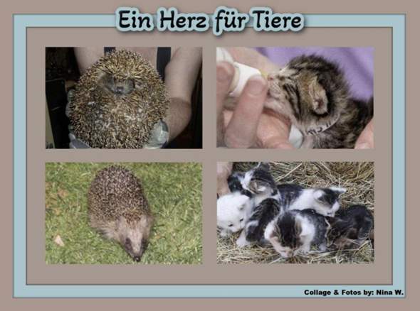 - (Katze, Tierarzt, Tierhaltung)