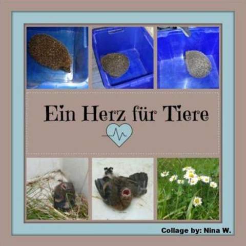 - (Katze, Tierarzt, Tierhaltung)