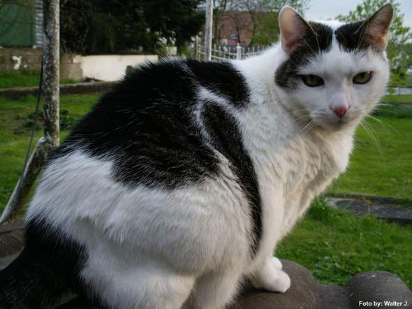 - (Katze, Tierarzt, Tierhaltung)
