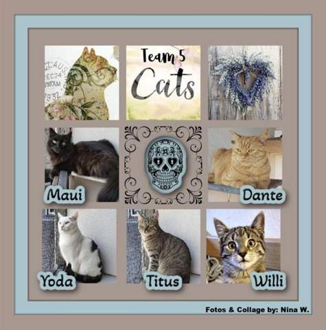 - (Katze, Tierarzt, Tierhaltung)