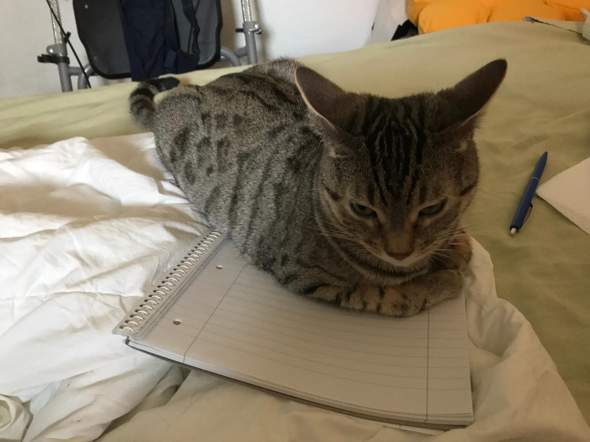 - (Psychologie, Tiere, Katze)