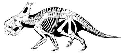 - (Knochen, Dinosaurier)