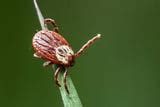 - (Flöhe, Insektenbestimmung)