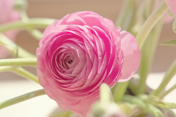 - (Menschen, Blumen)