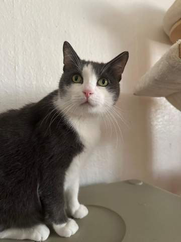 - (Hund, Kater)
